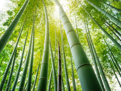 What is the origin of bamboo?
