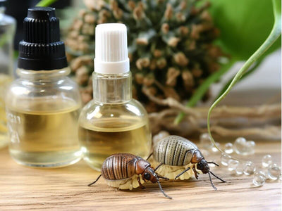 Which essential oils are effective in killing dust mites